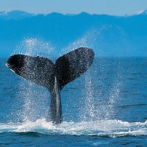 Meet your Posher, Samuel